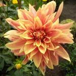 Dahlia 'Giraffe' - Dahlia