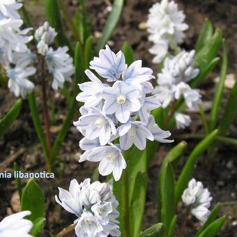 Puschkinia scilloides var. libanotica