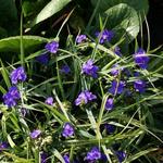 Tradescantia andersoniana - Eéndagsbloem