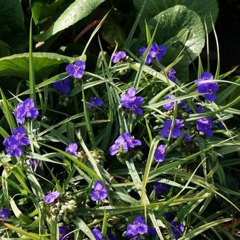 Tradescantia andersoniana