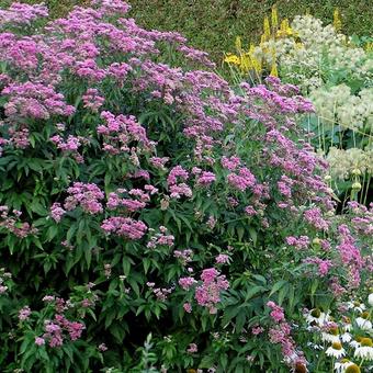 Eupatorium cannabinum 'Plenum'