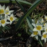 Tulipa turkestanica  - Tulp