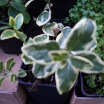 Vinca major 'Variegata'