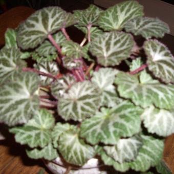 Saxifraga stolonifera