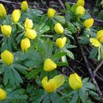 Eranthis  hyemalis - Winterakoniet