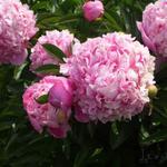 Paeonia lactiflora - Pioen