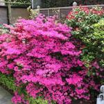 Rododendron/Azalea - Rhododendron/Azalea