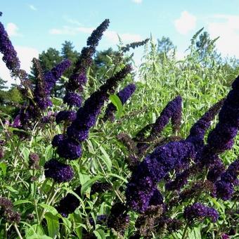 Buddleja davidii 'Black Knight'