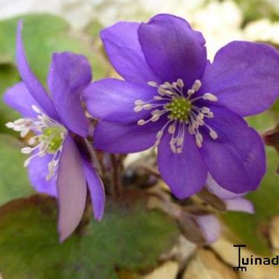 Leverbloempje - Hepatica nobilis