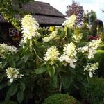 Hydrangea paniculata 'Floribunda' - Pluimhortensia 