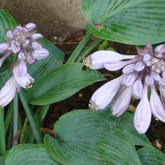 Hosta