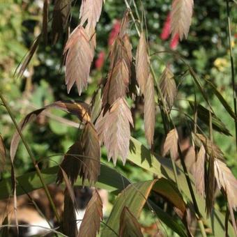 Chasmanthium latifolium