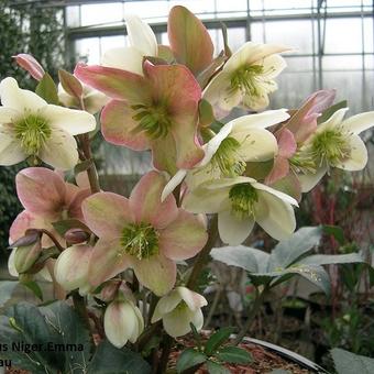 Helleborus x nigercors 'Emma'