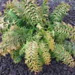 Chamaecyparis obtusa 'Fernspray Gold' - Schijncypres