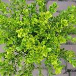 Buxus microphylla 'Golden Dream' - Buxus, randpalm