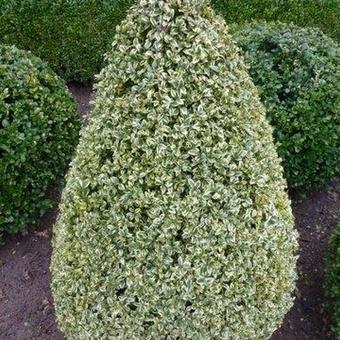 Buxus sempervirens 'Elegans'