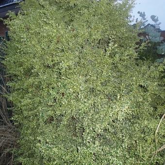 Buxus sempervirens 'Elegans'