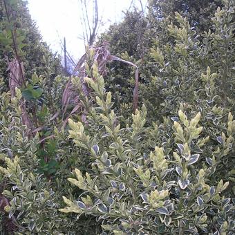 Buxus sempervirens 'Elegans'