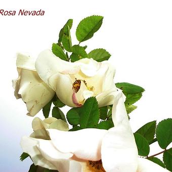 Rosa 'Nevada'