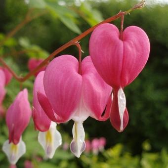 Lamprocapnos spectabilis