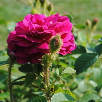 Rosa 'Henri Martin'