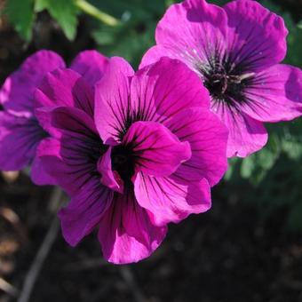 Geranium 'Dragon Heart'