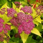 Spiraea japonica 'Goldflame' - Spierstruik