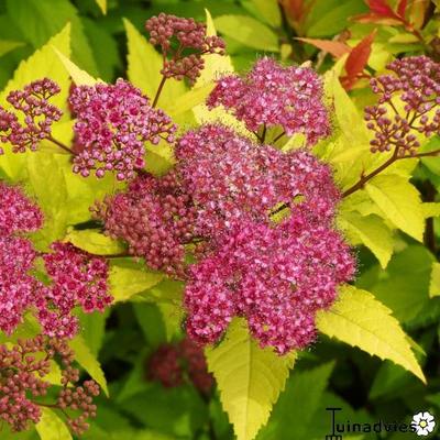 Spiraea japonica 'Goldflame' - Spierstruik