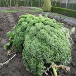 Brassica oleracea var. sabellica - Boerenkool