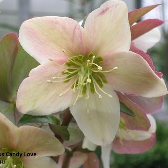 Helleborus x nigercors 'Candy Love'