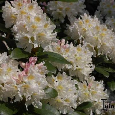 Rhododendron 'Cunningham's White' - Rododendron