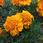 Tagetes - Afrikaantjes, Stinkerdjes