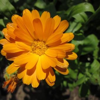 Calendula officinalis