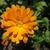 Calendula officinalis