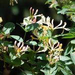 Lonicera periclymenum - Wilde kamperfoelie, Boskamperfoelie