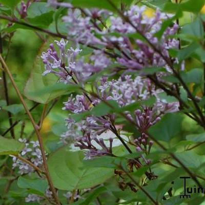 Syringa pubescens subsp. microphylla 'Superba' - Sering, mini sering