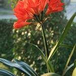 Clivia miniata - Sint-Jozefplant, Boslelie