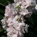 Prunus serrulata 'Amanogawa' - Sierkers