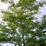 Gleditsia triacanthos f. inermis 'Sunburst' - Valse Christusdoorn