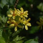 Ribes odoratum - Gele ribes