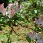 Cornus florida - Amerikaanse kornoelje