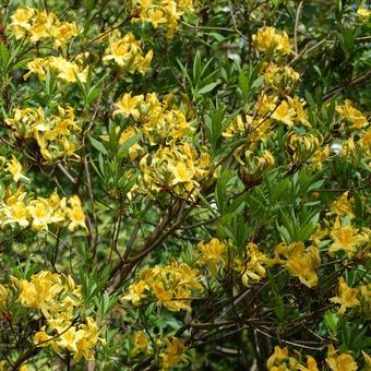 Rhododendron luteum