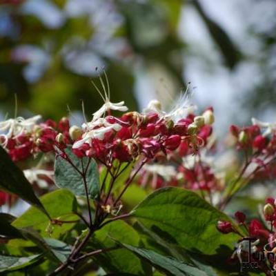 Kansenboom, pindakaasboom - Clerodendrum trichotomum