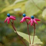 Clerodendrum trichotomum - Kansenboom, pindakaasboom