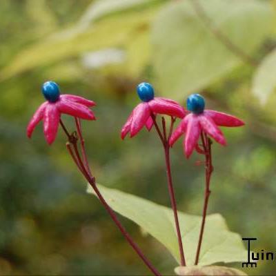 Clerodendrum trichotomum - Kansenboom, pindakaasboom