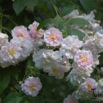 Rosa 'Paul's Himalayan Musk Rambler' - Roos, rambler - Rosa 'Paul's Himalayan Musk Rambler'