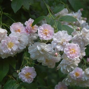 Rosa 'Paul's Himalayan Musk Rambler'