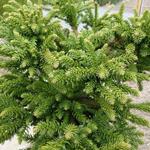 Cryptomeria japonica 'Dinger' - Heksenbezem, Japanse ceder