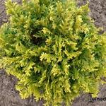 Chamaecyparis pisifera 'Golden Pincushion' - Schijncypres