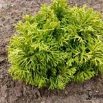 Chamaecyparis obtusa 'Butter Ball' - Schijncypres